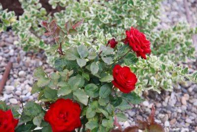 У розы пожелтели листья и начали опадать: как помочь растению - belnovosti.by