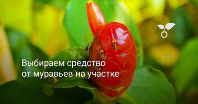 Выбираем средство от муравьев на участке - botanichka.ru