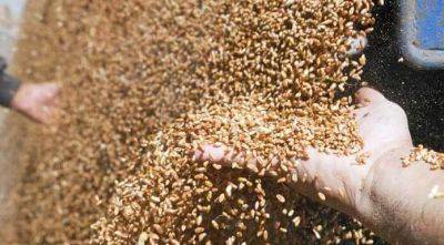 ЕС планирует продлить запрет на зерно из Украины до 15 сентября - agroportal.ua - Украина - Польша - Евросоюз