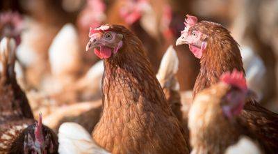 Последствия войны для птицеводства: когда ждать удешевления яиц - agroportal.ua - Украина - Турция - Сша - Мексика - Бразилия - Таиланд