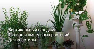 Вертикальный сад дома: 14 лиан и ампельных растений для квартиры - botanichka.ru