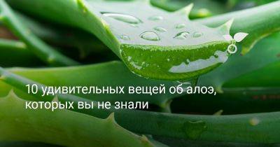 10 удивительных вещей об алоэ, которых вы не знали - botanichka.ru