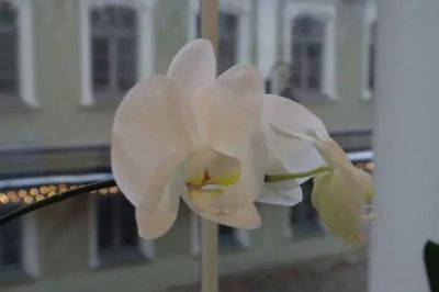 Анастасия Коврижных - Как правильно пересаживать орхидею, чтобы не погубить цветок: пошаговая инструкция - belnovosti.by