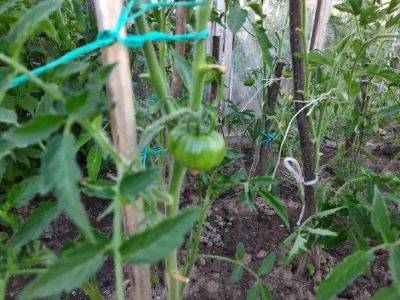 Если томаты подмерзли ночью, сделайте вот что: растения восстановятся за считанные дни - belnovosti.by