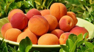 В Украине в этом году соберут значительно меньше абрикосов - agroportal.ua - Украина