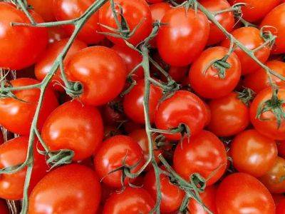Анастасия Коврижных - Какие сорта помидоров черри подходят для выращивания на подоконнике: полный список - belnovosti.by