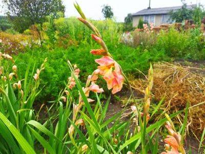 Чем подкормить гладиолусы в июне: это простое средство обеспечит пышное цветение - belnovosti.by