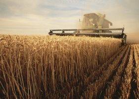 Состояние посевов зерновых во Франции за неделю ухудшилось - apk-inform.com - Франция