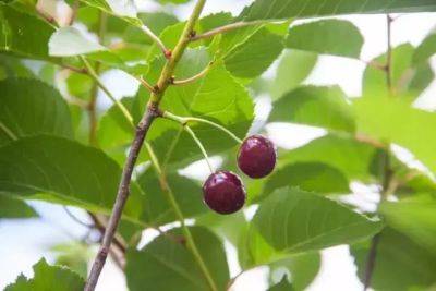 Чем посыпать вокруг вишни, чтобы заставить ее обильно плодоносить: трюк для увеличения урожайности - belnovosti.by