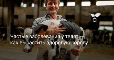 Частые заболевания у телят — как вырастить здоровую корову? - botanichka.ru