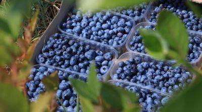 Урожай голубики собирают на 10 дней раньше - agroportal.ua - Украина