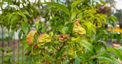 Как убрать курчавость листьев на персике - народные рецепты для лечения и профилактики - unian.net