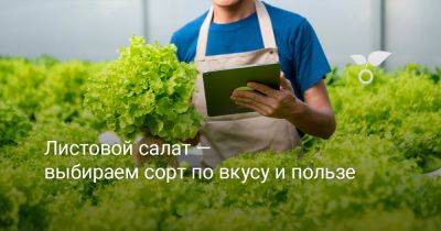 Листовой салат — выбираем сорт по вкусу и пользе - botanichka.ru