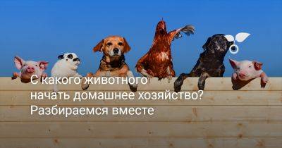 С какого животного начать домашнее хозяйство? Разбираемся вместе - botanichka.ru