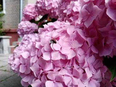 Зачем бывалые цветоводы поливают гортензию кефиром: проверенная хитрость для пышного цветения - belnovosti.by