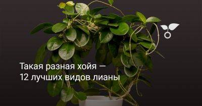Такая разная хойя — 12 лучших видов лианы - botanichka.ru - Австралия