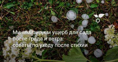 Минимизируем ущерб для сада после града и ветра: советы по уходу после стихии - botanichka.ru