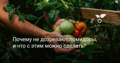 Почему не дозревают помидоры, и что с этим можно сделать? - botanichka.ru
