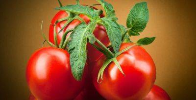 Урожайные семена томатов за 2023 год: томат Съешка, томат Толстомяс, томат Сладкие дольки - thisisdacha.ru