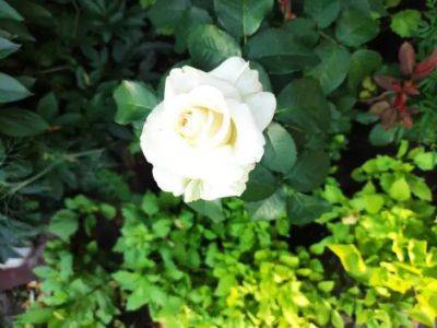 Хорошие соседи для роз: какие растения можно посадить рядом с королевой сада - belnovosti.by