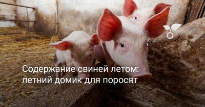 Содержание свиней летом — как обустроить летний домик для поросят? - botanichka.ru