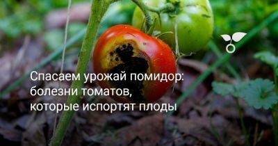 Спасаем урожай помидор — болезни томатов, которые испортят плоды - botanichka.ru