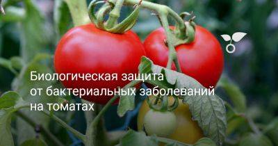 Биологическая защита от бактериальных заболеваний на томатах - botanichka.ru