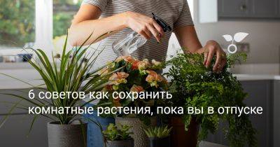 6 советов как сохранить комнатные растения, пока вы в отпуске - botanichka.ru
