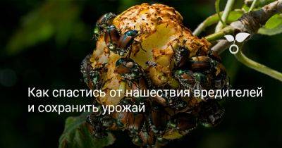 Как спастись от нашествия вредителей и сохранить урожай - botanichka.ru - г. Виноград