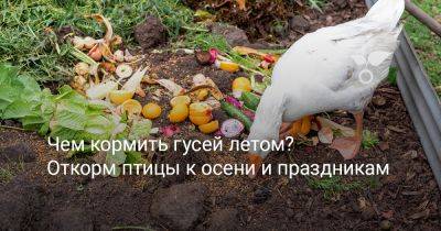Чем кормить гусей летом? Откорм птицы к осени и праздникам - botanichka.ru