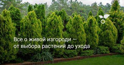 Все о живой изгороди — от выбора растений до ухода - botanichka.ru