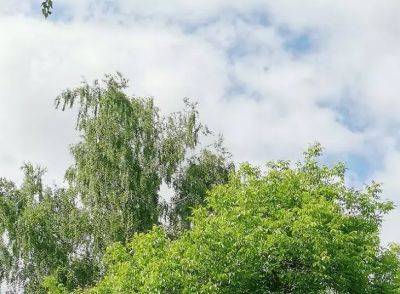 Анастасия Коврижных - Какие деревья можно использовать для создания живой изгороди: долго ждать не придется - belnovosti.by