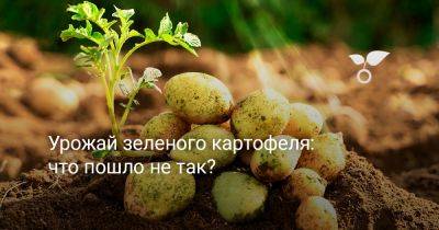 Урожай зеленого картофеля — что пошло не так? - botanichka.ru - республика Коми