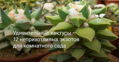 Удивительные кактусы — 12 неприхотливых экзотов для комнатного сада - botanichka.ru