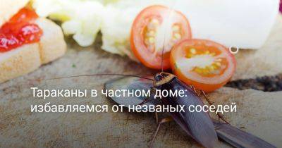 Тараканы в частном доме: избавляемся от незваных соседей - botanichka.ru