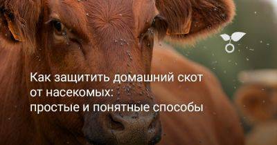Как защитить домашний скот от насекомых: простые и понятные способы - botanichka.ru