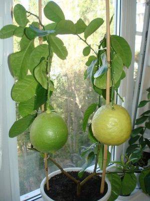 Лимон Пандероза: уход в домашних условиях - fermilon.ru - Сша