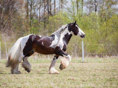 Лошадь тинкер — описание и фото цыганской упряжной лошади, особенности породы - selomoe.ru - Англия - Голландия - Германия - Сша - Ирландия