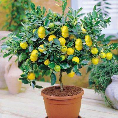 Комнатный лимон: тонкости выращивания - vsaduidoma.com