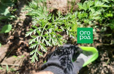 Как защитить морковь от морковной мухи при помощи золы – мастер-класс с фото - ogorod.ru