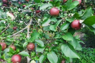 Анастасия Коврижных - Почему желтеют листья на яблоне: опытные садоводы назвали основные причины - belnovosti.by