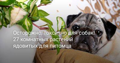 Осторожно, токсично для собак! 27 комнатных растений ядовитых для питомца - botanichka.ru