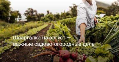 Шпаргалка на август — важные садово-огородные дела - botanichka.ru