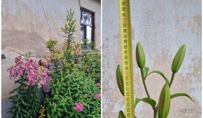 ФОТО. Лилия высотой почти три метра — гордость сада Кристины из Сабиле - rus.delfi.lv