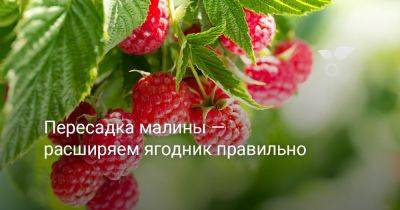 Пересадка малины — расширяем ягодник правильно - botanichka.ru