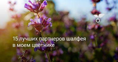 15 лучших партнеров шалфея в моем цветнике - botanichka.ru