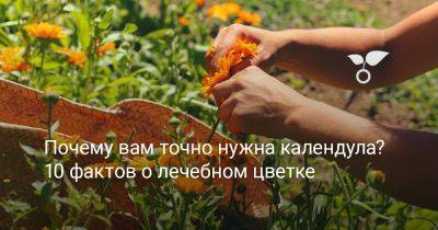 Почему вам точно нужна календула? 10 фактов о лечебном цветке - botanichka.ru