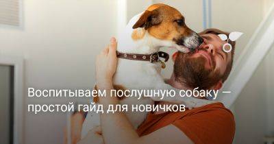 Воспитываем послушную собаку — простой гайд для новичков - botanichka.ru