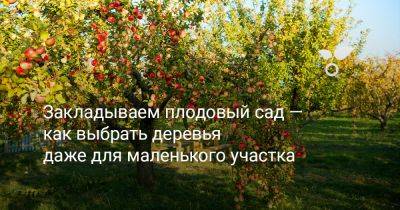Закладываем плодовый сад — как выбрать деревья даже для маленького участка - botanichka.ru