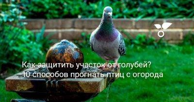 Как защитить участок от голубей? 10 способов прогнать птиц с огорода - botanichka.ru